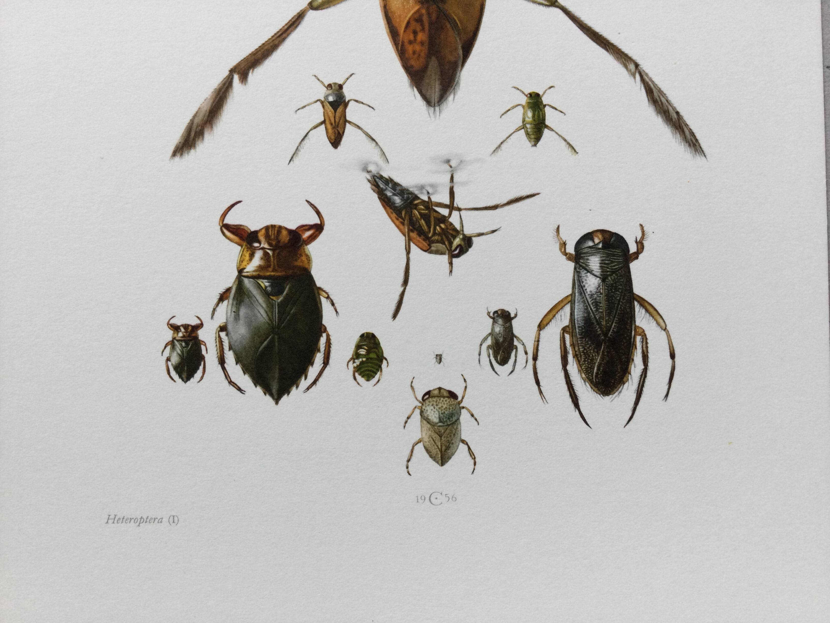 Insect wall decoration. Original plate 1969.