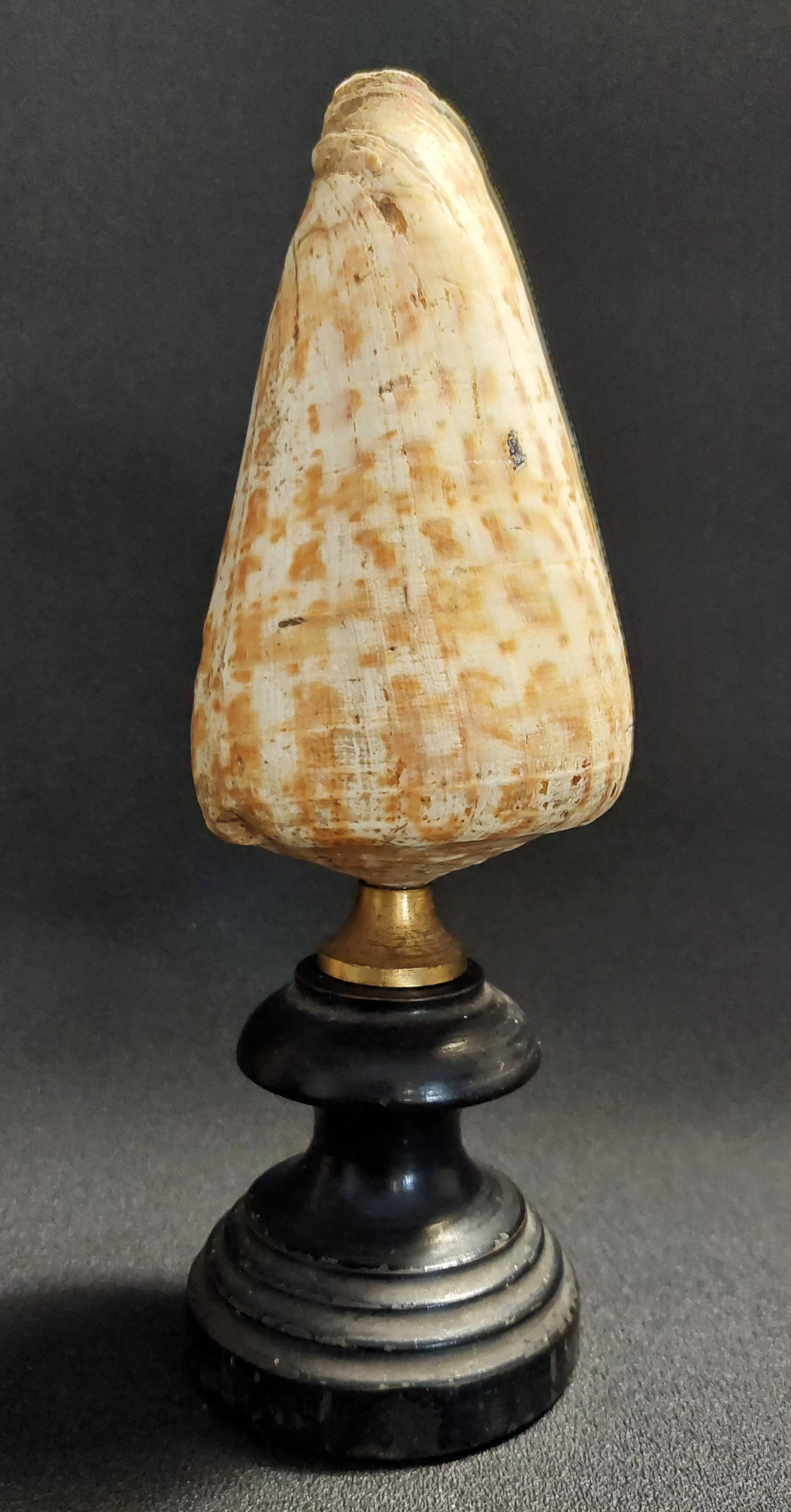 Cabinet of Curiosities Conus Pulcher Shell on Base