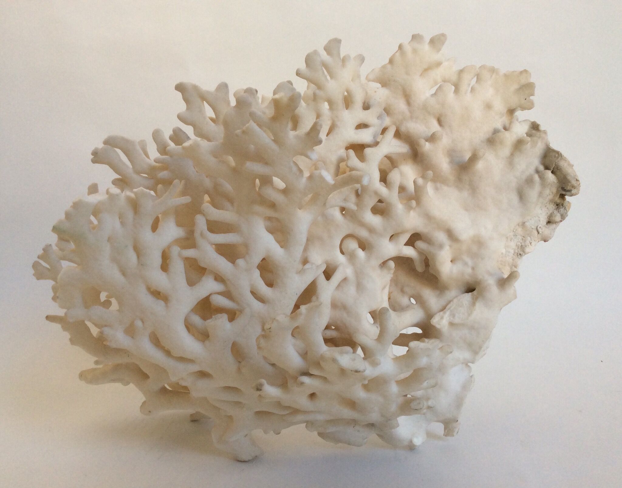 Corail blanc ancien