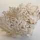 Corail blanc ancien