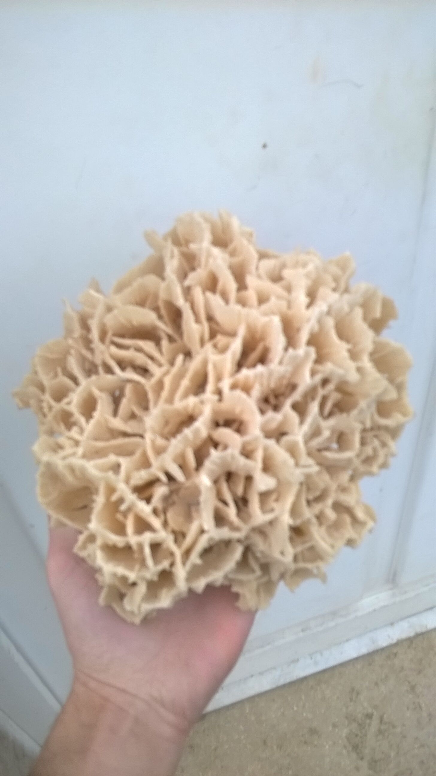 Vintage pacific coral