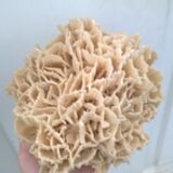 Vintage pacific coral