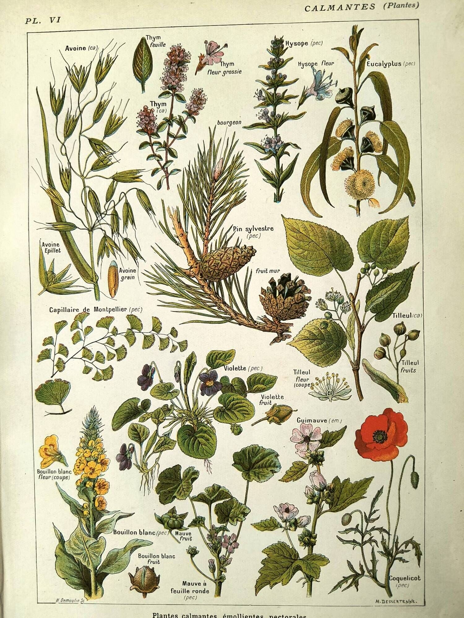 Vintage engraving from 1925 • Calming medicinal plants by M. Desserte