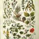 Vintage engraving from 1925 • Calming medicinal plants by M. Desserte