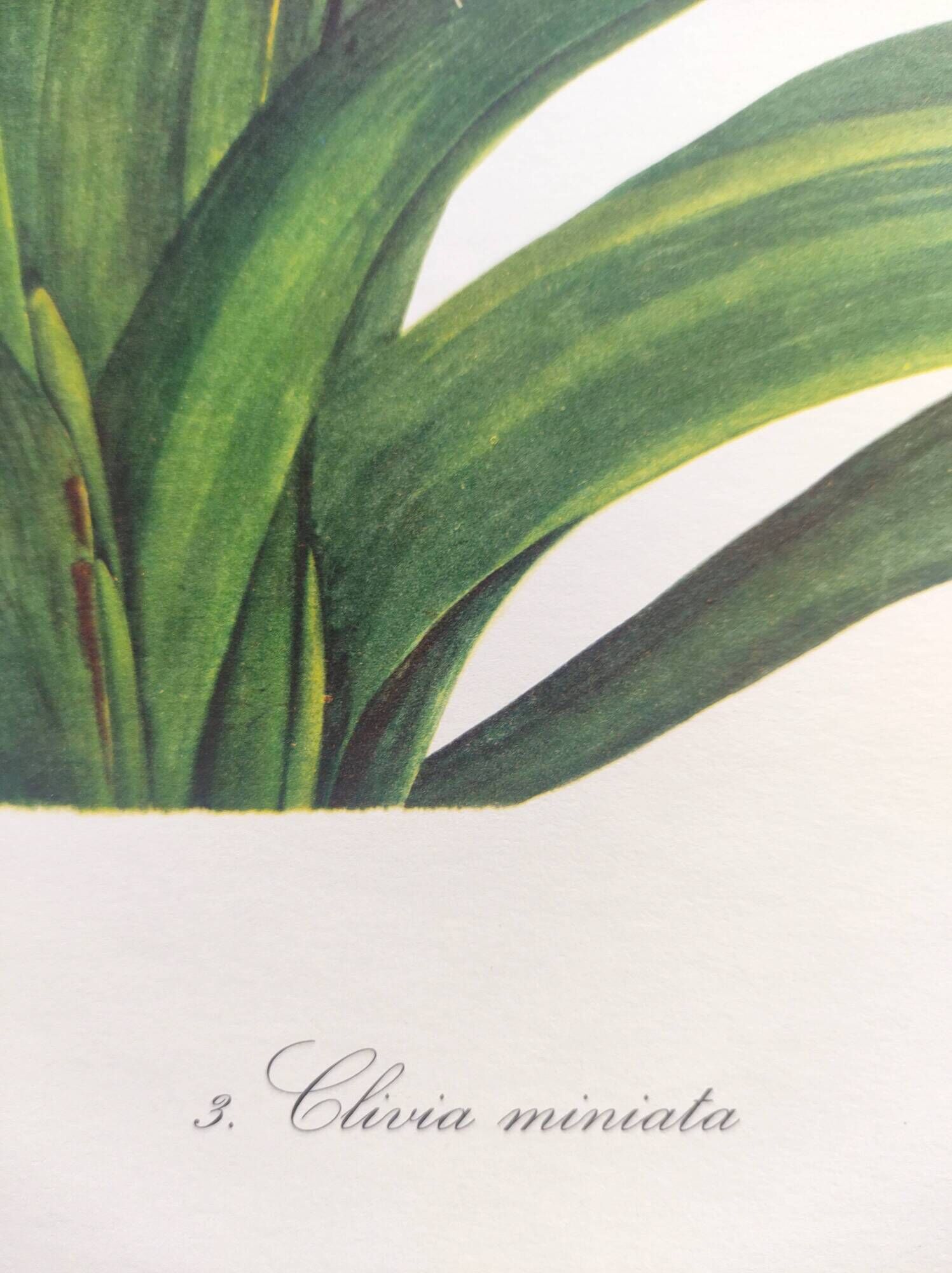 Vintage botanical plate from 1978 - Scarlet Clivia - Plant engraving - Watercolor M.Rollinat