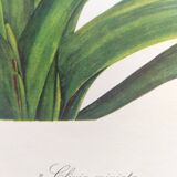 Vintage botanical plate from 1978 - Scarlet Clivia - Plant engraving - Watercolor M.Rollinat