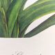 Vintage botanical plate from 1978 - Scarlet Clivia - Plant engraving - Watercolor M.Rollinat