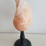 Shell on base