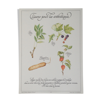 Affiche botanique tisane