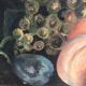 Old still life oil painting with grapes signed