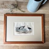 Ornithological plate "Ostrich & Cassowary" by Buffon