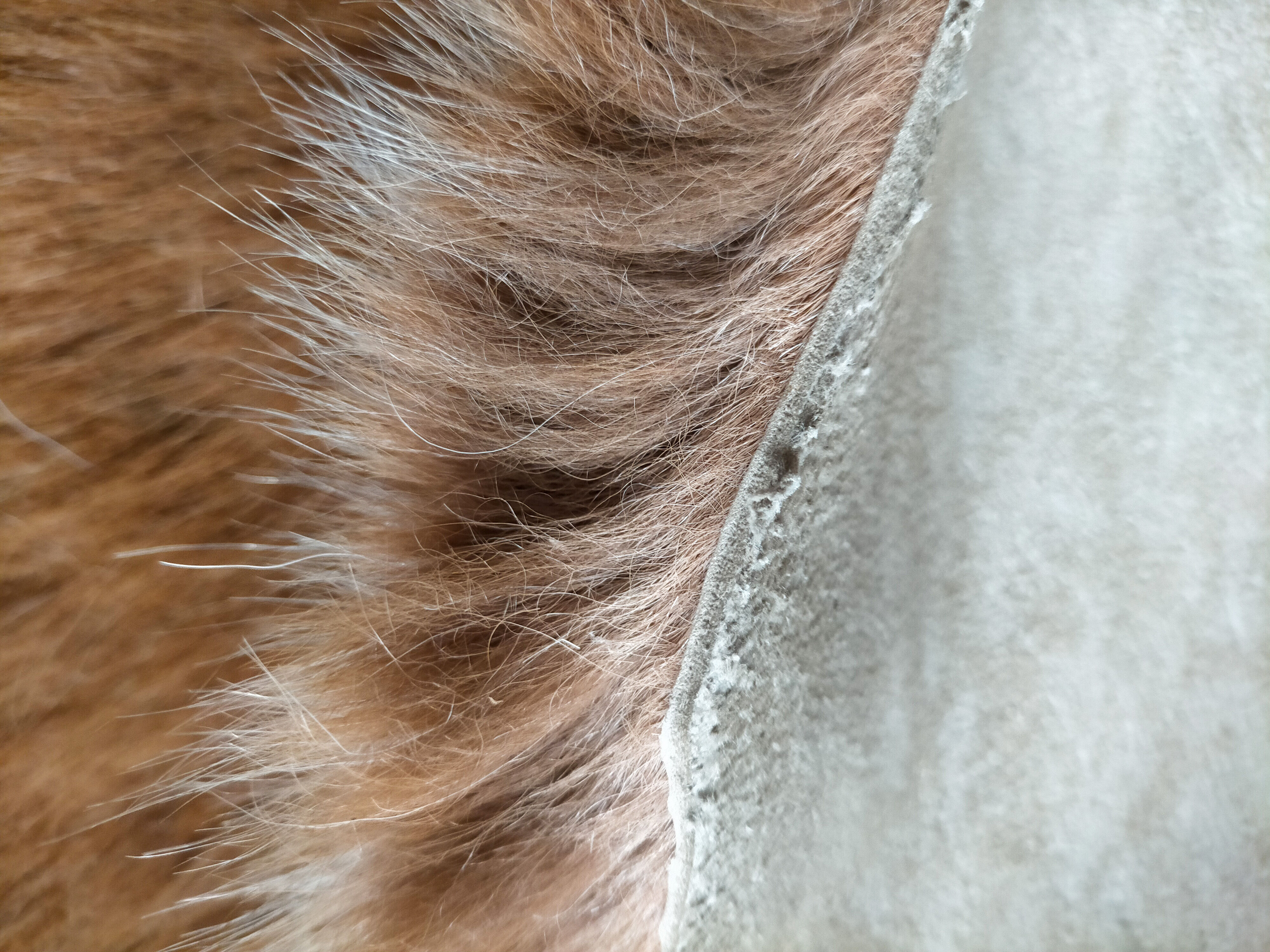 Pony skin carpet 160x142cm