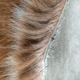 Pony skin carpet 160x142cm