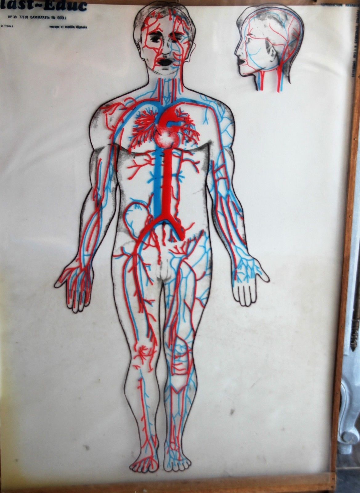 Boards of the human body medicine or school