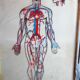 Boards of the human body medicine or school