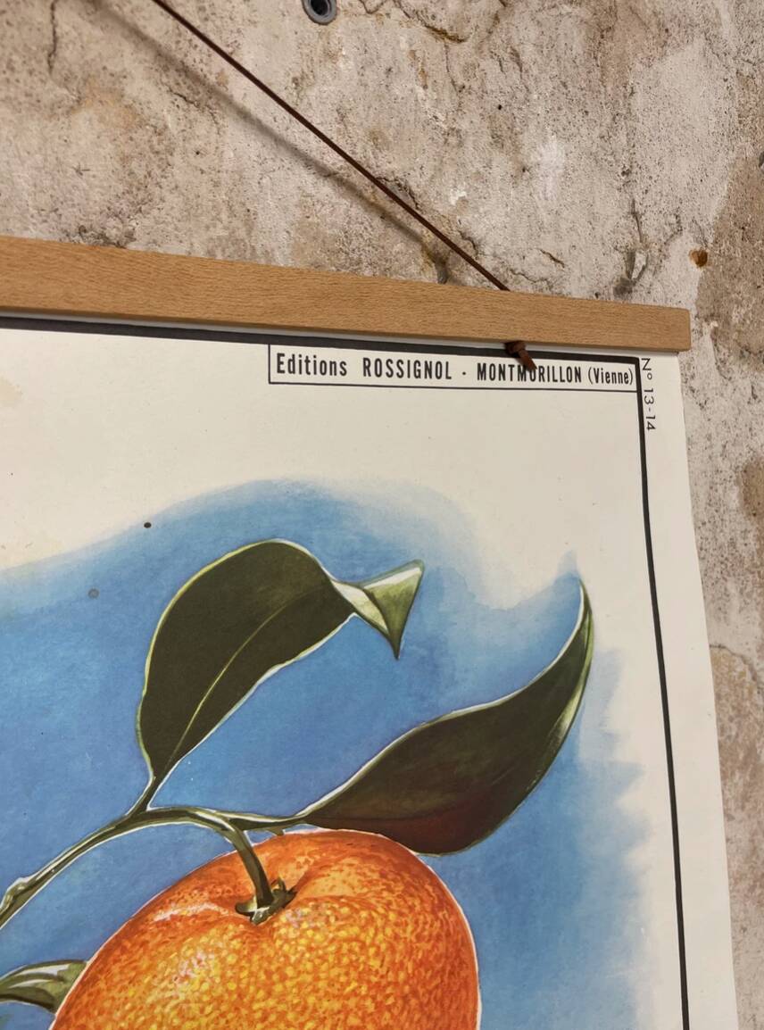 School poster the orange and the fur