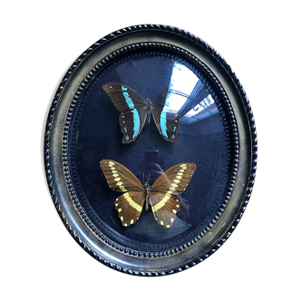 Cadre papillons naturalisé sous verre bombé