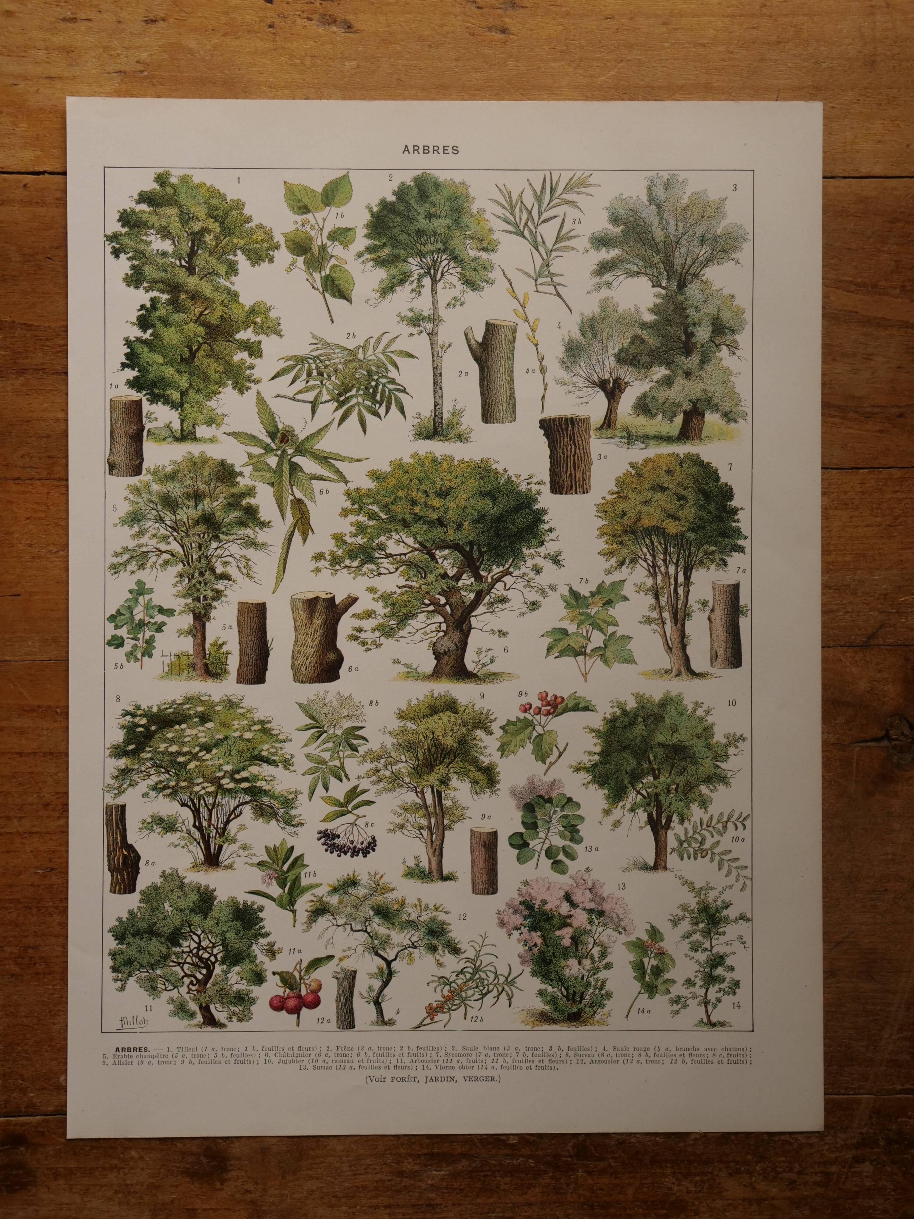 Original lithographs on trees