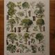 Lithographies originales sur les arbres