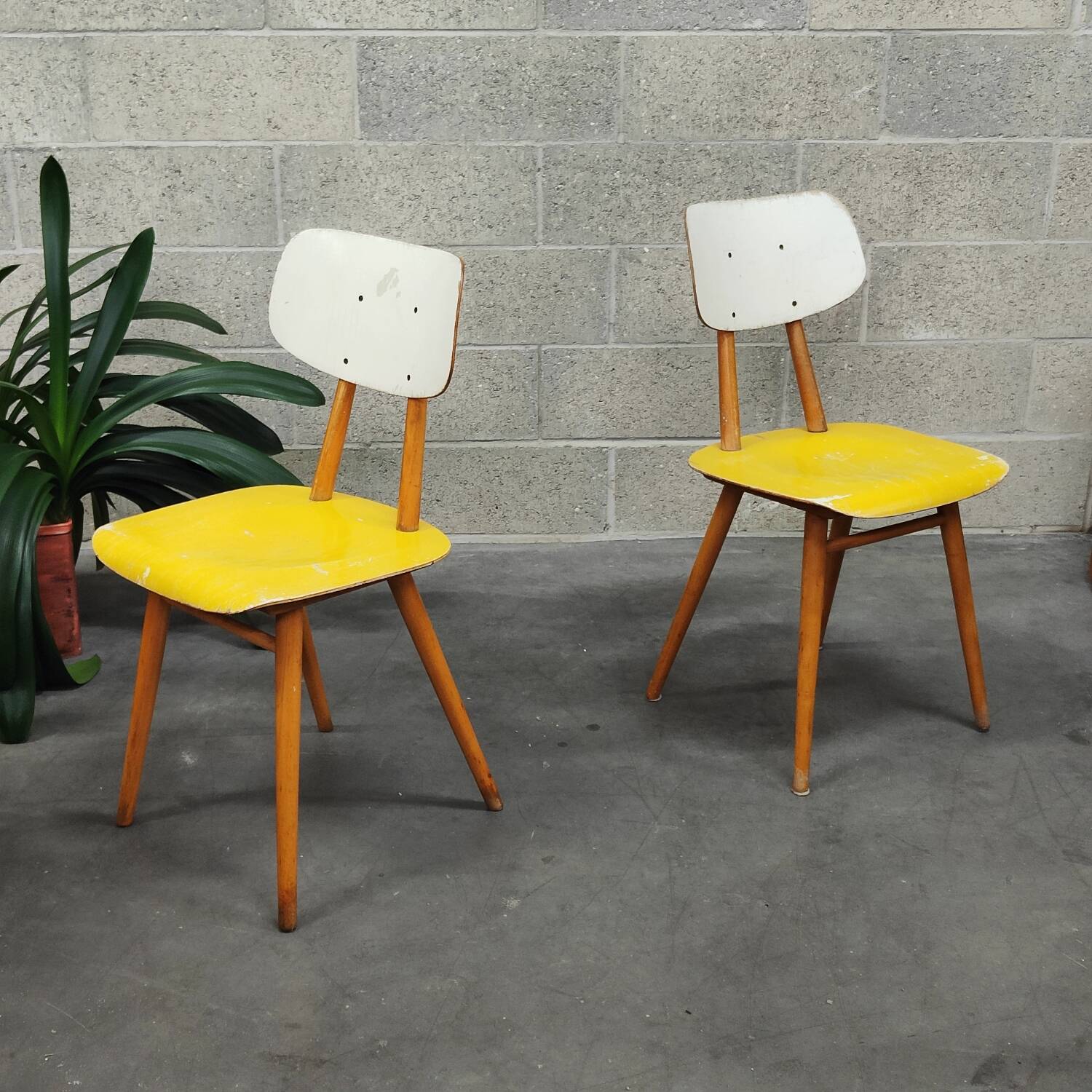 Pair of yellow and white TON Bystrice Thonet wooden chairs