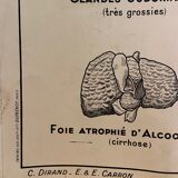 Pedagogical poster C. Dirand E.- E Carron - the skeleton of man