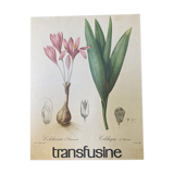 Botanical poster La Colchique