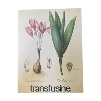 Botanical poster La Colchique