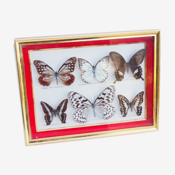Wood with 6 naturalized Butterfly frame
