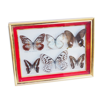 Cadre en bois avec 6 papillons naturalisés