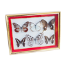 Cadre en bois avec 6 papillons naturalisés