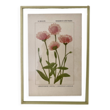 Botanical plate