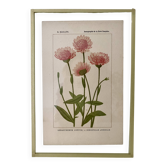 Botanical plate