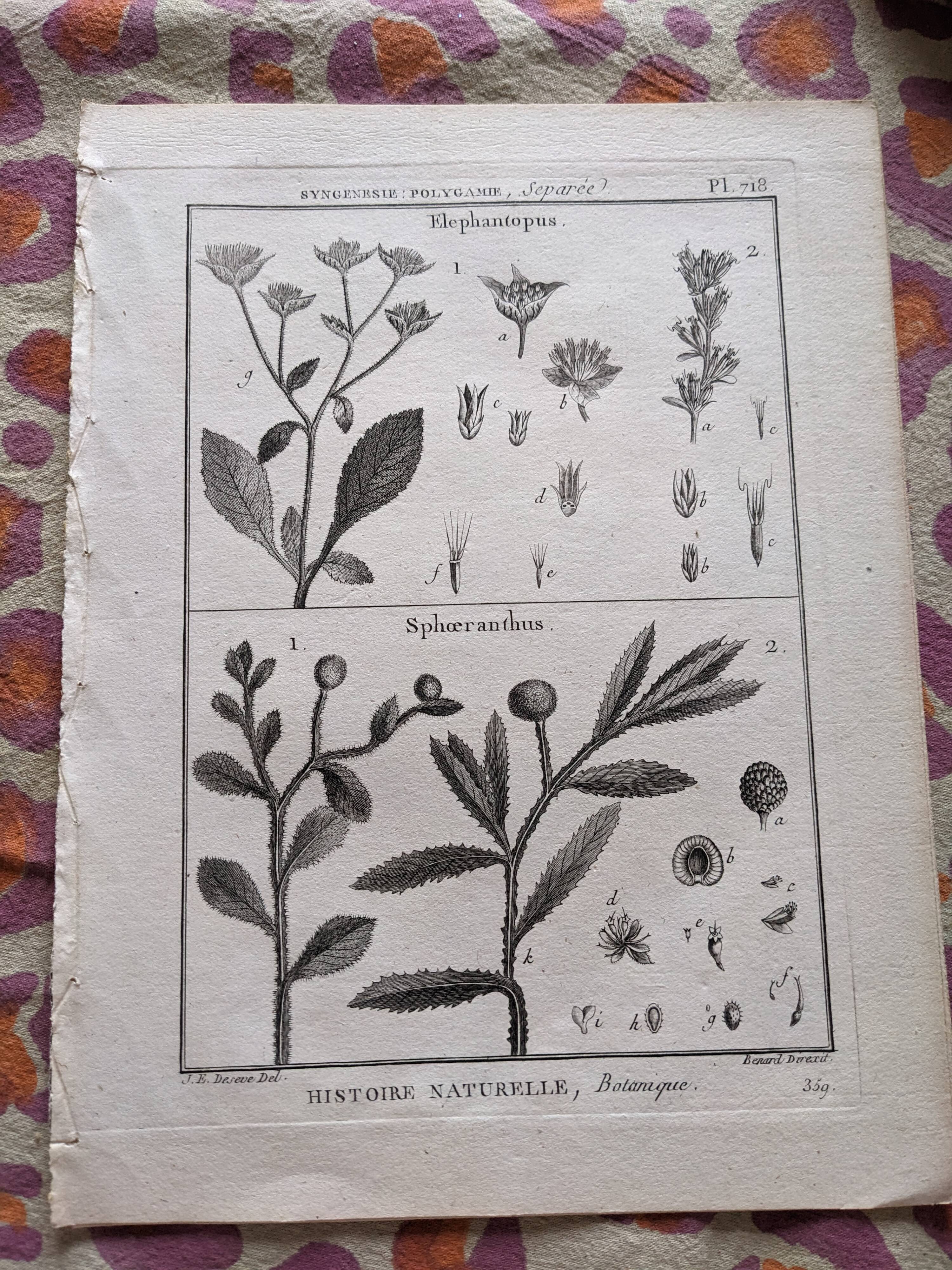 Stamped vintage botanical engraving plate natural history flowers