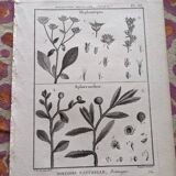 Stamped vintage botanical engraving plate natural history flowers