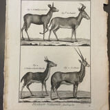 Engraving XVIIIth Buffon