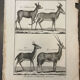 Gravure XVIIIe Buffon
