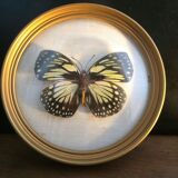 Butterfly in bulging round frame