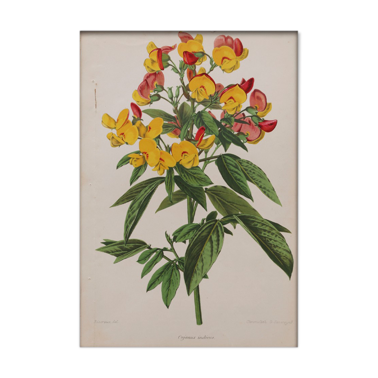 Lithography engraving plank vintage flowers - 1850