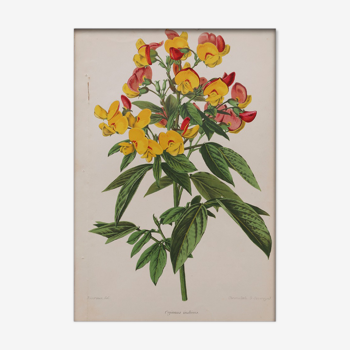 Lithographie gravure planche fleurs vintage - 1850