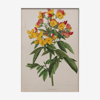 Lithography engraving plank vintage flowers - 1850