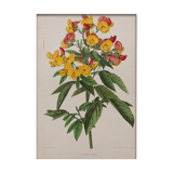 Lithography engraving plank vintage flowers - 1850