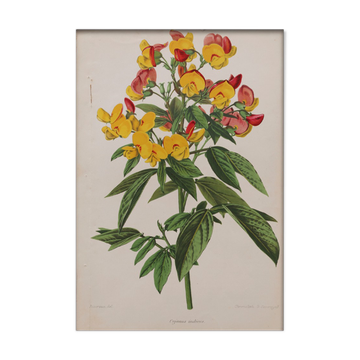 Lithography engraving plank vintage flowers - 1850