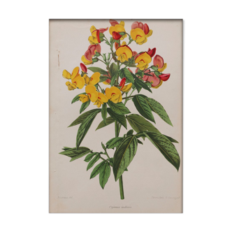 Lithographie gravure planche fleurs vintage - 1850