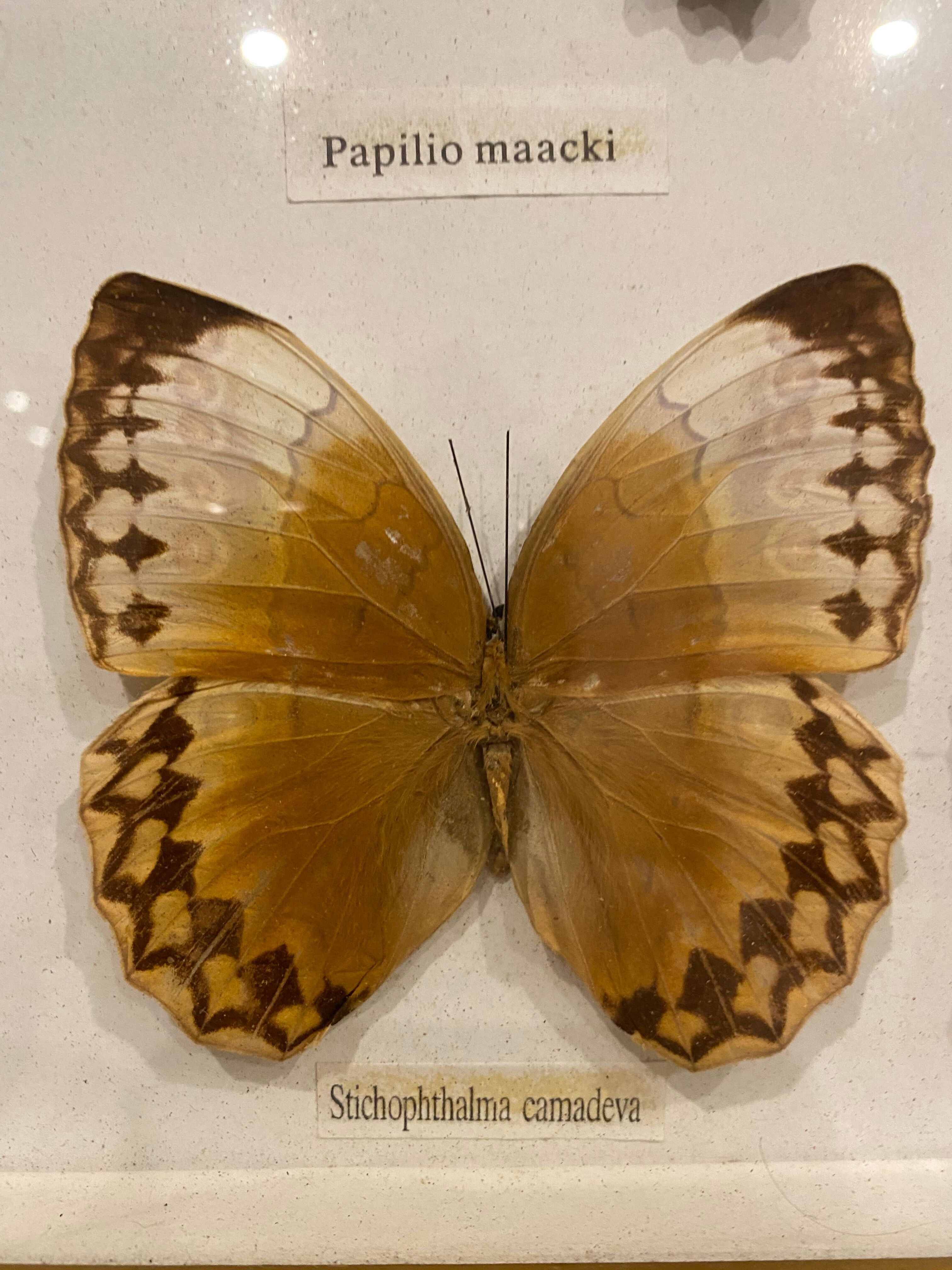 Vintage butterfly frame