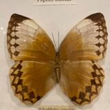 Cadre papillons vintage
