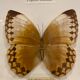 Vintage butterfly frame
