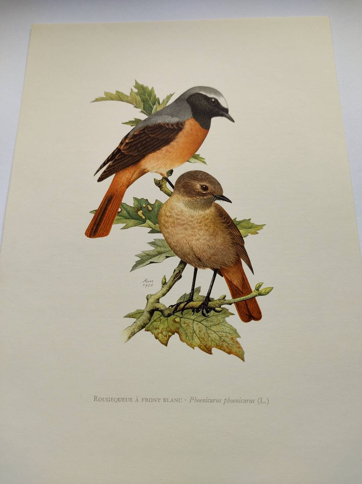 Bird board 1960s - White-fronted Redstart - Zoological and ornithological wine illustration