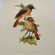Bird board 1960s - White-fronted Redstart - Zoological and ornithological wine illustration