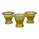 Glass cockroachs