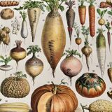 Lithograph on vegetables and vegetable plants - 1930
